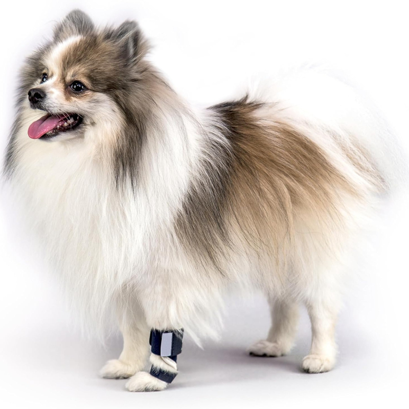 Carpal Hyperextension Dog Brac - đánh giá và giá Ankle Mobility Band